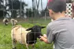 90-Minutes Sensory Farm Tour at Koili Point ES in Papaikou, HI - Second Medium