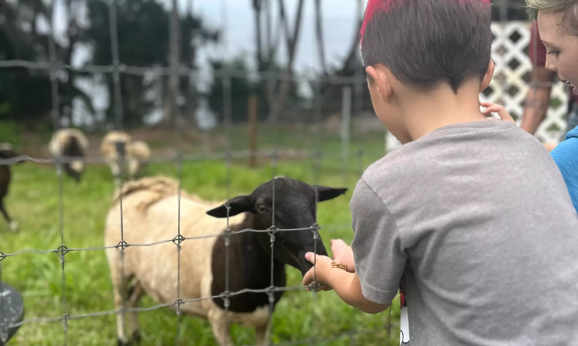 90-Minutes Sensory Farm Tour at Koili Point ES in Papaikou, HI