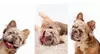 Memories By Marie Photography offers a 30-minute Studio Session Capturing Your Pet's Personality (Up to 55% Off)
