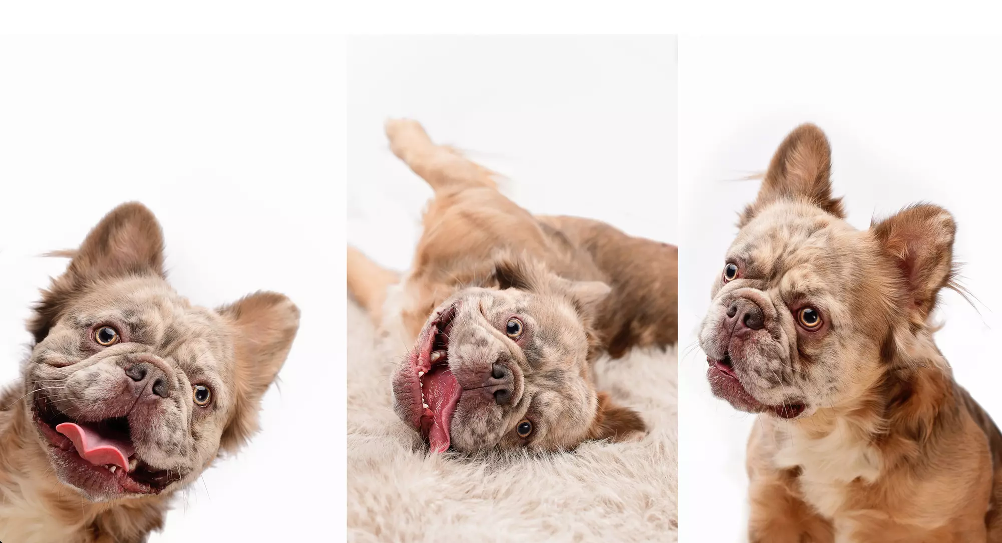 Memories By Marie Photography offers a 30-minute Studio Session Capturing Your Pet's Personality (Up to 55% Off) - Primary Image