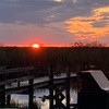Image 3: Everglades Gator Watching Boat Tours – Day & Night Adventures