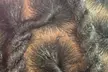 Get Medium Above the Waist Boho Braids/ Knotless, Instant Locs, or Braids (Up to 55% Off) - Second Medium