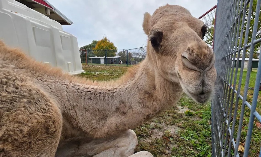 Image 5: Enjoy Family-Friendly Green Meadows Petting Farm in Milwaukee Area