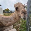 Image 5: Enjoy Family-Friendly Green Meadows Petting Farm in Milwaukee Area