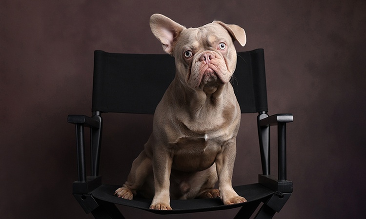 Pet Photoshoot With Print