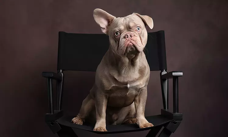 Pet Photoshoot With Print