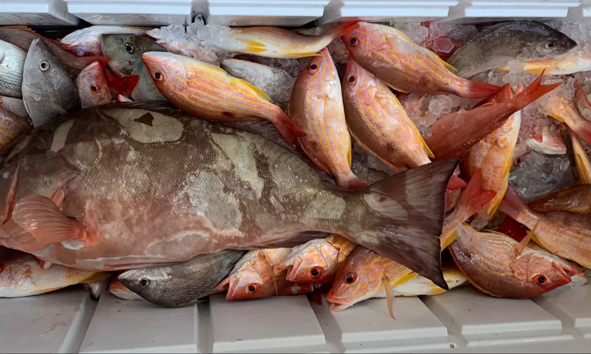 Lobster Snorkeling & Fishing Charters for an Ocean Adventure