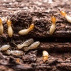 Image 3: Up to 60% Off on Pest Control Service - Termite at Impressive Exterminating Pest Control