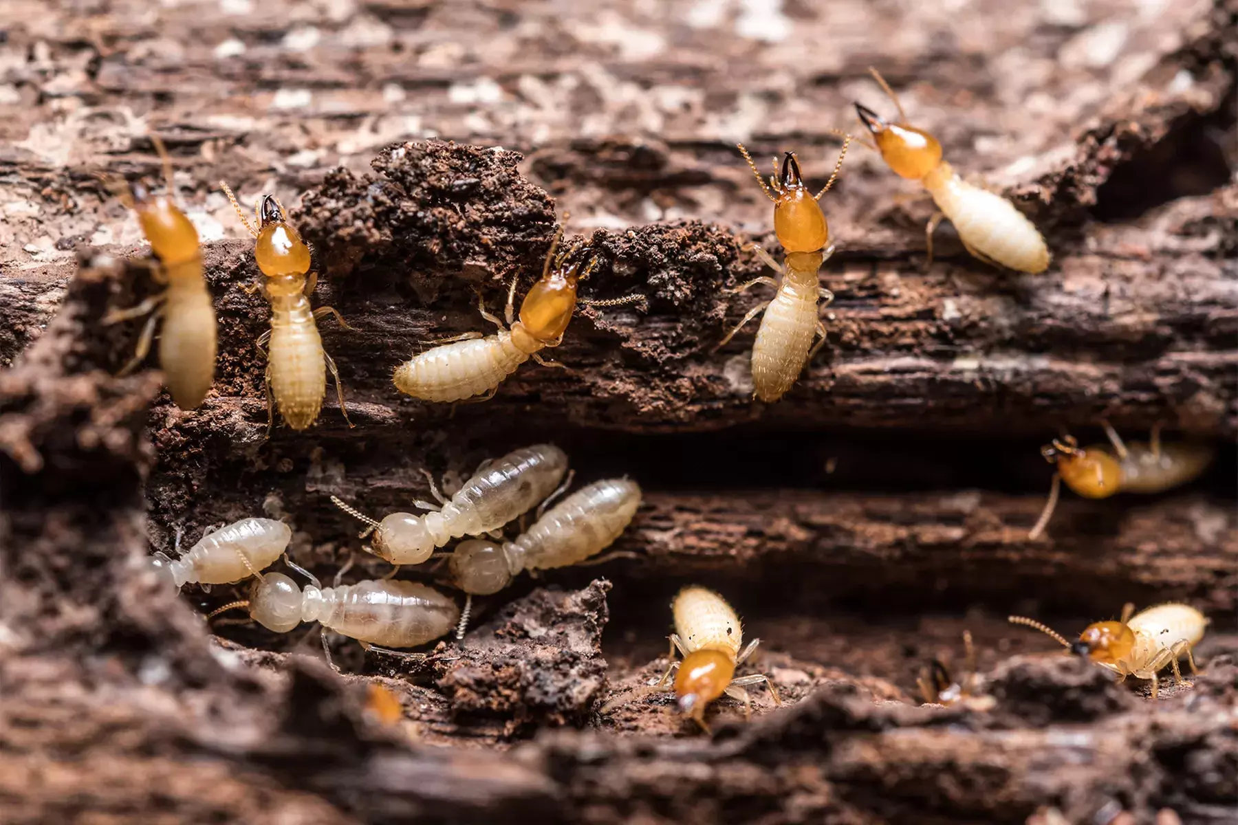 Up to 55% Off on Pest Control Service - Termite at Impressive Exterminating Pest Control