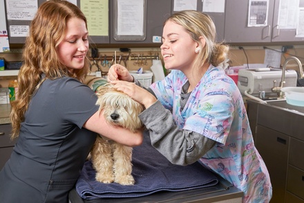 Vet Exam (Dog or Cat) - Fort Thomas Animal Hospital