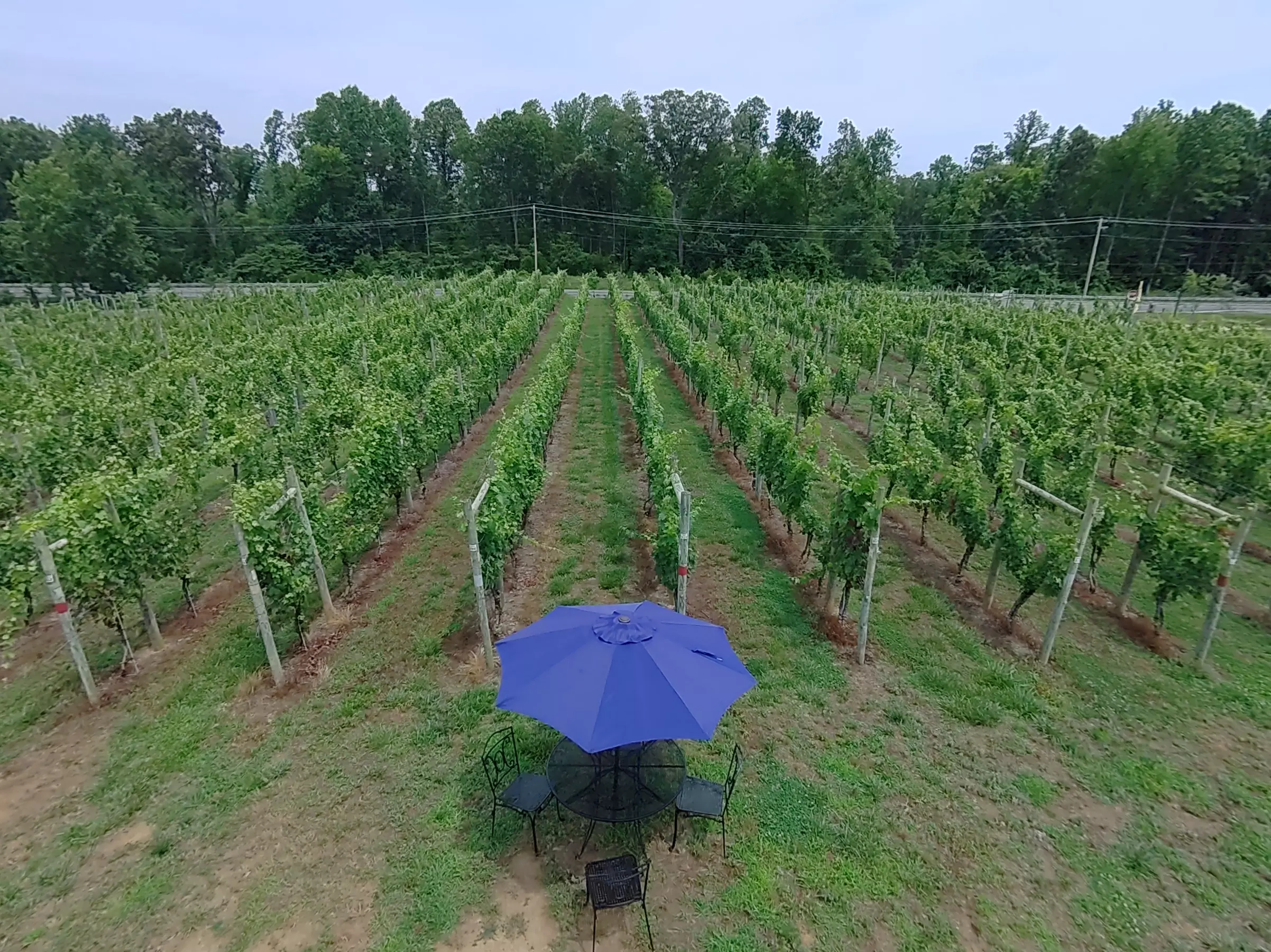 Guided Tour of Vineyards and Winery Adventure Awaits