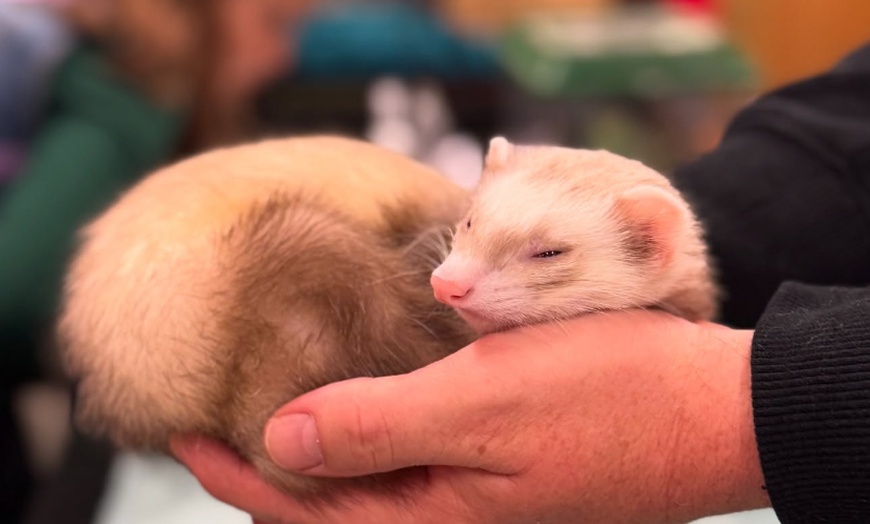 Image 15: Exclusive Wildlife Adventure: VIP Sunset Tour & Exotic Animal Feeding 