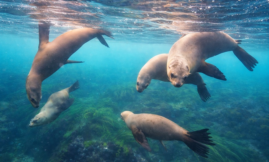 Image 7: Explore One Full-Day Snorkel Rental with Choice of Wetsuit for 1 or 2 