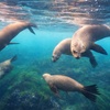 Image 7: Explore One Full-Day Snorkel Rental with Choice of Wetsuit for 1 or 2 