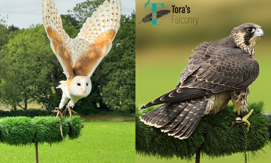 Image 3: Join a For One or Two: 2-Hour Birds of Prey Experience