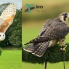 Image 3: Join a For One or Two: 2-Hour Birds of Prey Experience