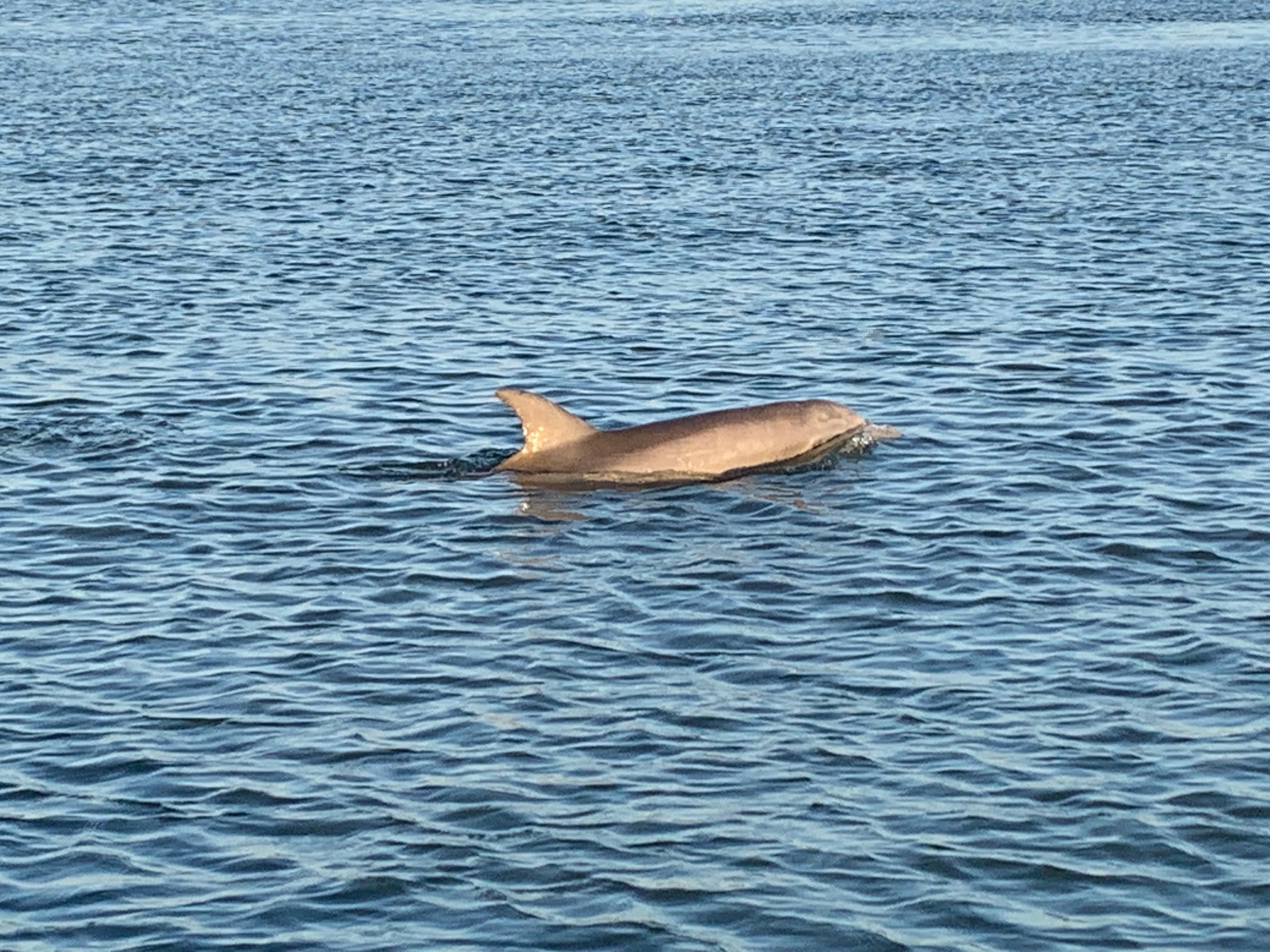 Explore Hilton Head Island's Ecosystem on a 1 Hour Eco Experience