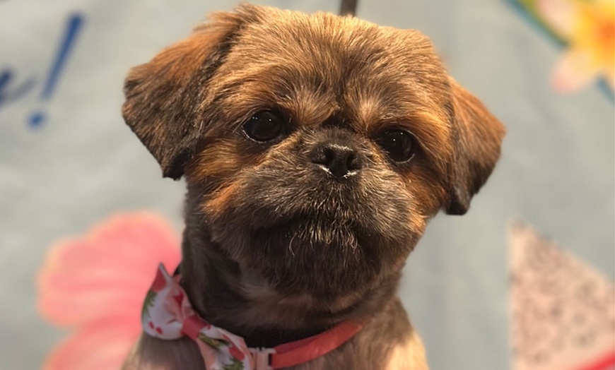 Image 9: Full Grooming Package: X-Small, Small, Medium, Large or X-Large Dogs