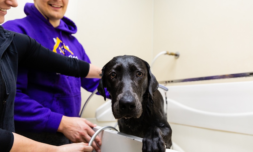 Image 1: Up to 31% Off on Pet Grooming at Pet Pantry and Dog Wash