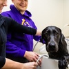 Image 1: Up to 31% Off on Pet Grooming at Pet Pantry and Dog Wash
