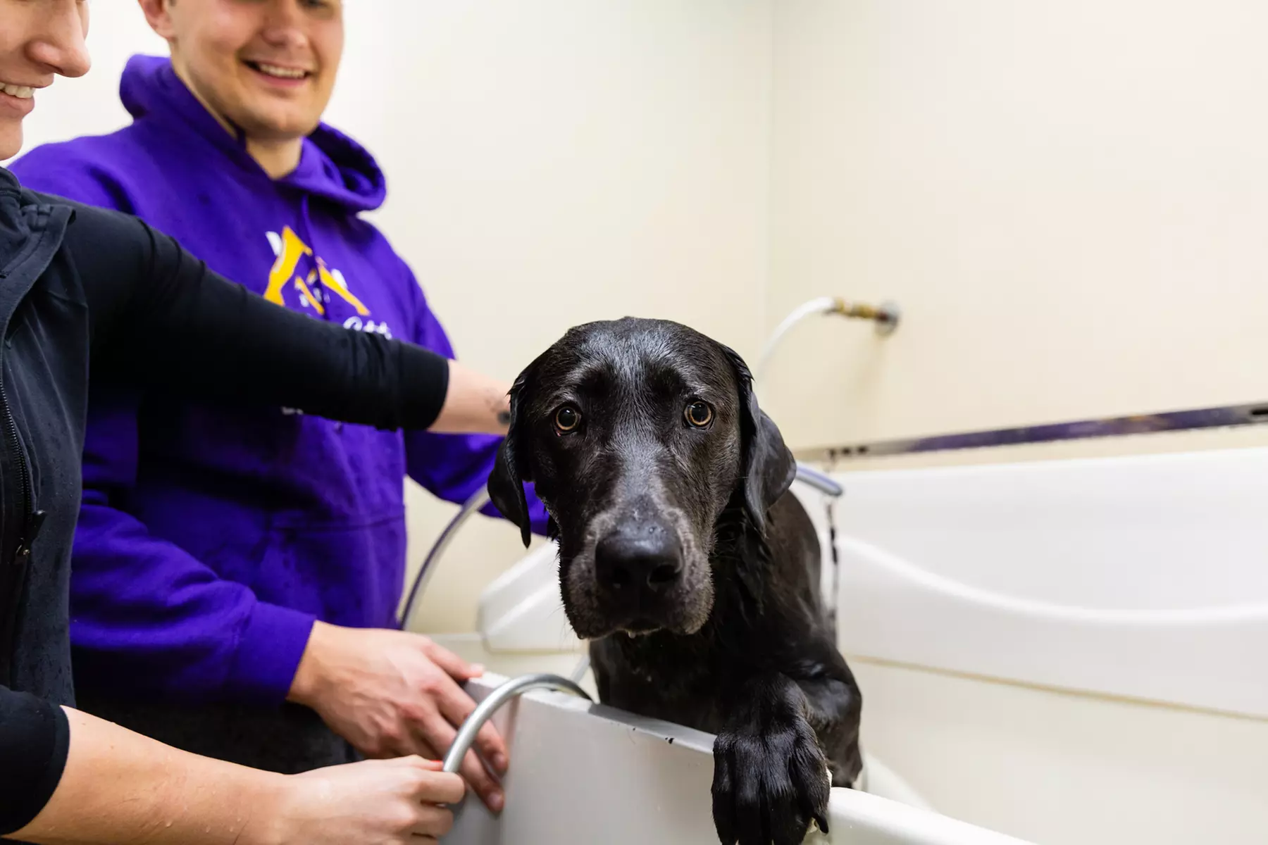 Up to 31% Off on Pet Grooming at Pet Pantry and Dog Wash