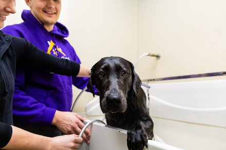 Three Self-Service Dog Washes - Pet Pantry and Dog Wash