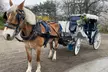 Enjoy a 45-Minute Classic or 60-Minute Deluxe Horse & Carriage Ride - Second Medium