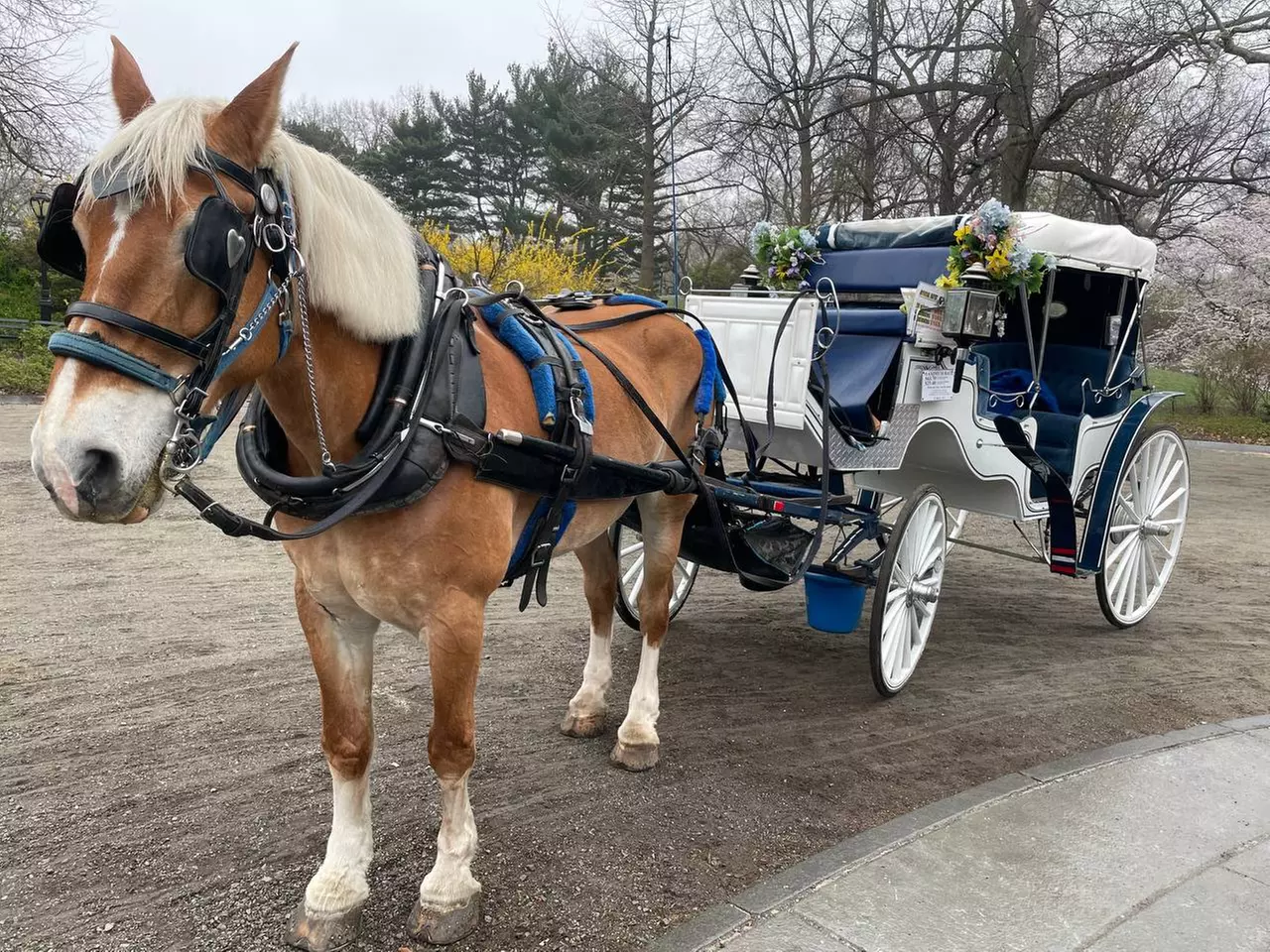 Enjoy a 45-Minute Classic or 60-Minute Deluxe Horse & Carriage Ride 