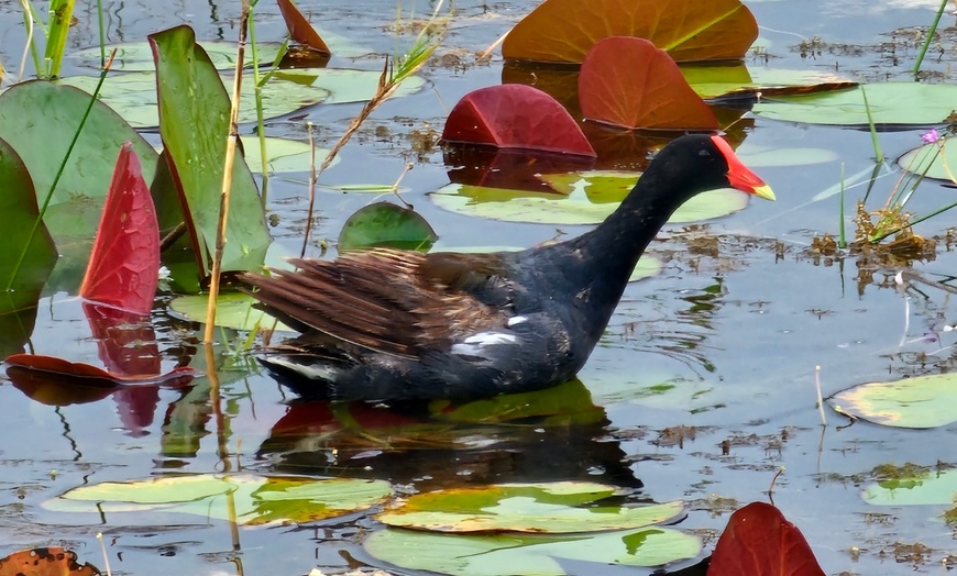 Image 8: Experience Wide Angle Tours' Everglades adventure for one or two, with up to 20% off. A thrilling airboat tour awaits!