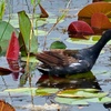 Image 8: Experience Wide Angle Tours' Everglades adventure for one or two, with up to 20% off. A thrilling airboat tour awaits!