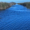 Image 2: Everglades Gator Watching Boat Tours – Day & Night Adventures