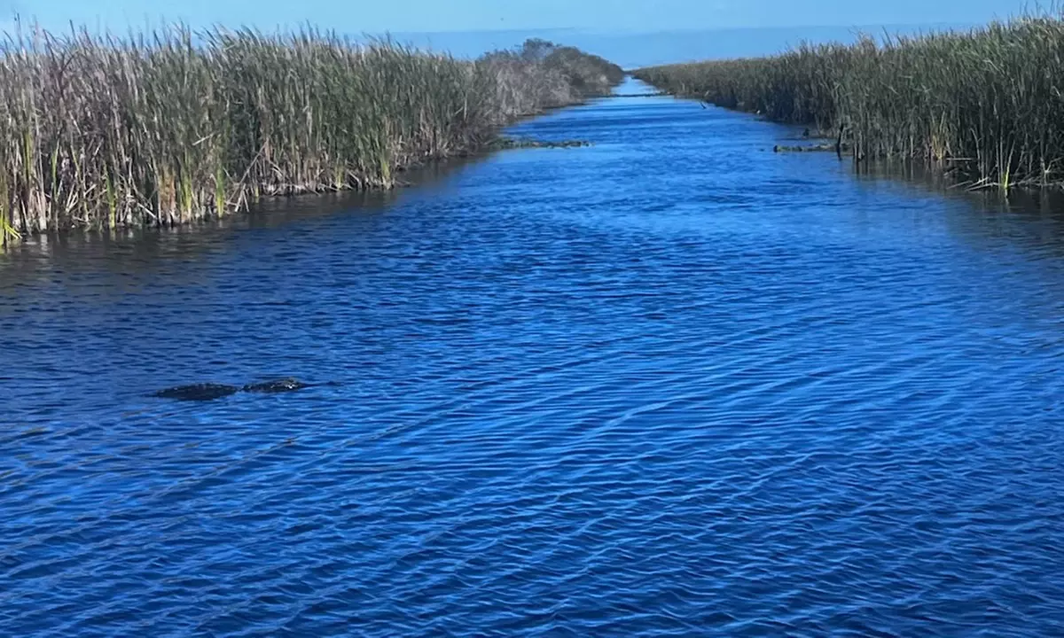 Everglades Gator Watching Boat Tours – Day & Night Adventures