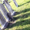 Image 1: 90-Minute Old City Cemetery Tour for Two or Four from Ghost Tours (Up to 20% Off)