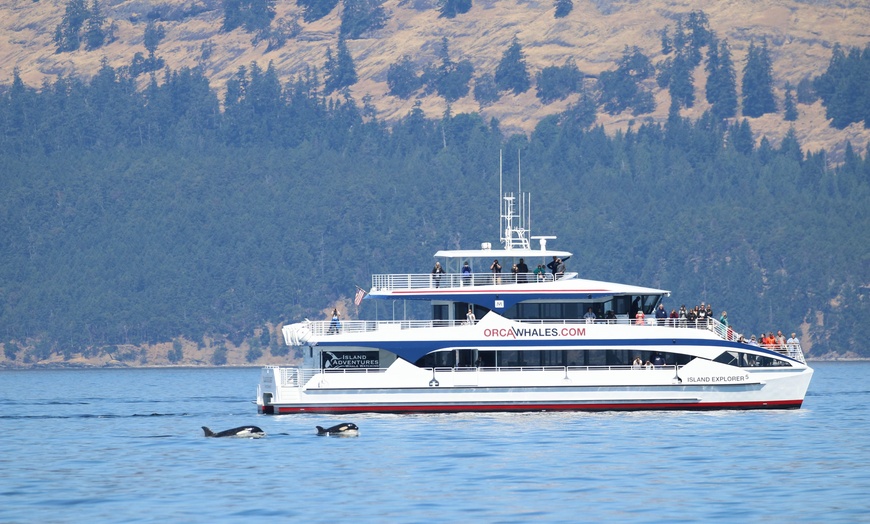 Image 8: Whale Watching Tour – Best Value in Anacortes, WA
