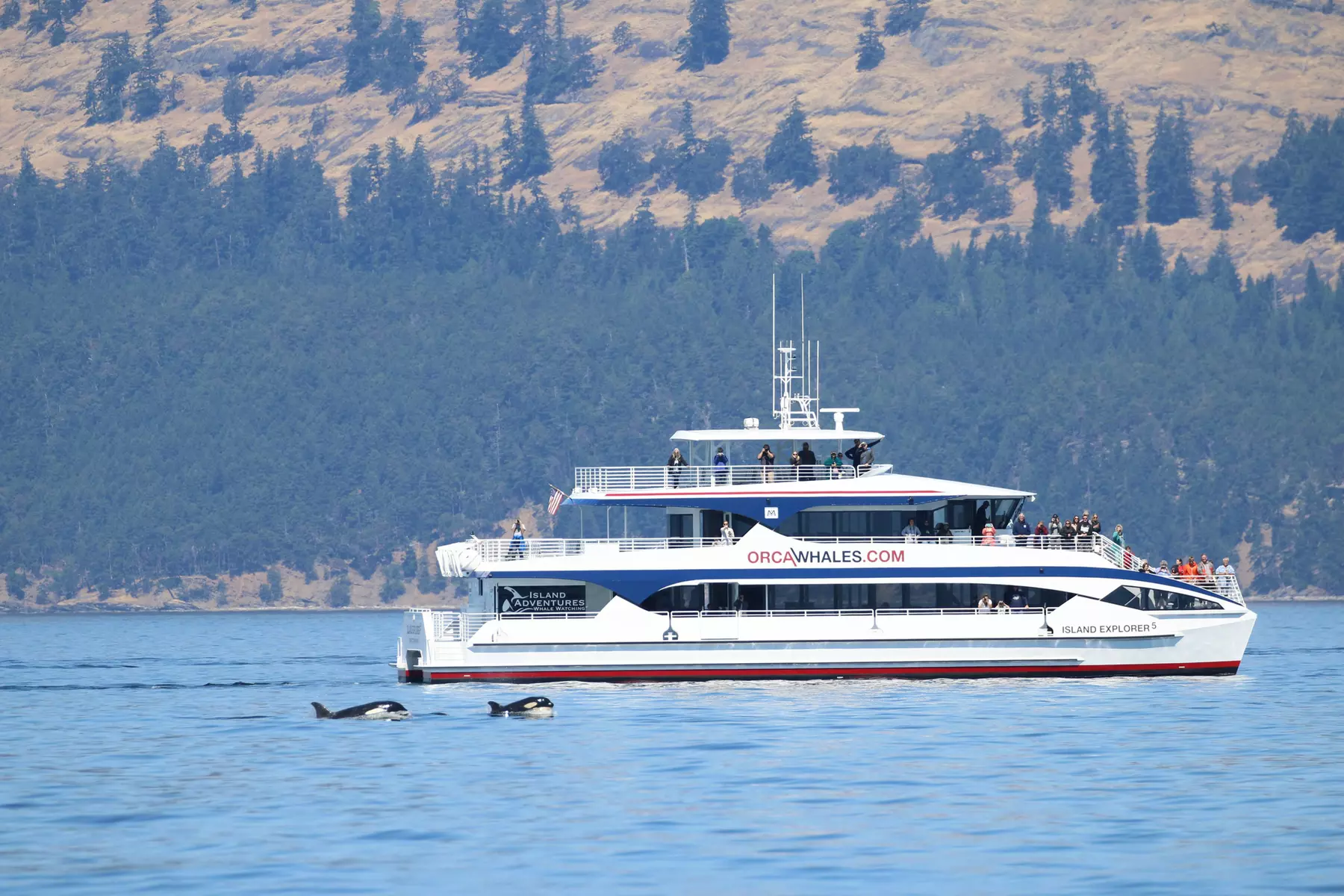 Whale Watching Tour – Best Value in Anacortes, WA