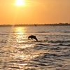 Image 6: Relaxing Dolphin Sightseeing & Sunset Cruises on the Space Coast