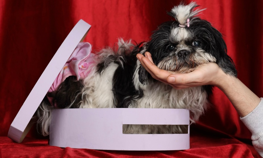 Image 4: Portrait animalier : capturez l’instant avec votre compagnon