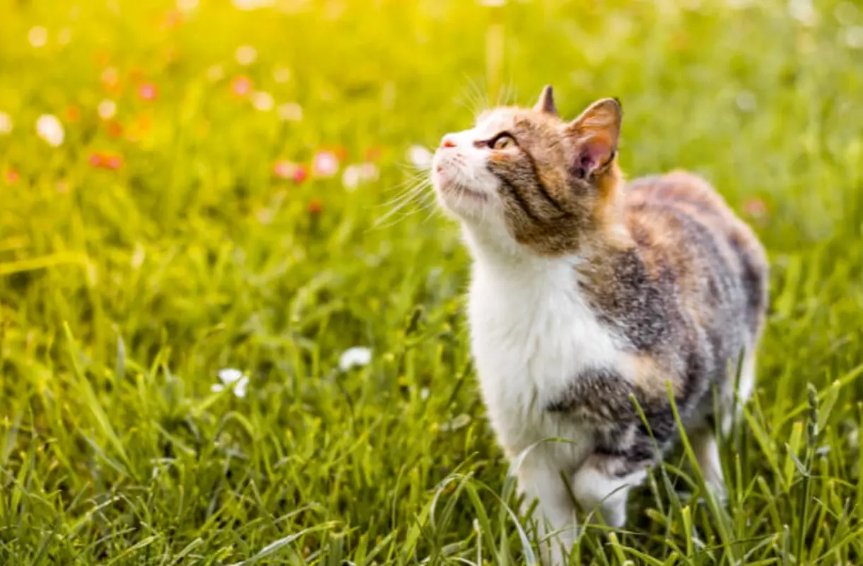 Up to 60% Off on Pet Photography at J Anstett Photography