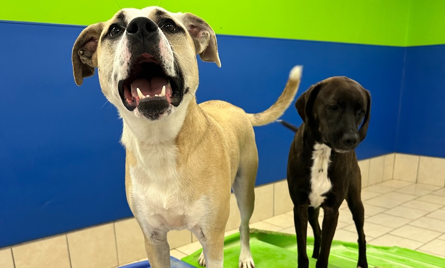 Image 14: Weekday Fun and Care with One, Three or Five Days of Dog Daycare