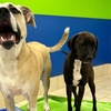 Image 14: Weekday Fun and Care with One, Three or Five Days of Dog Daycare