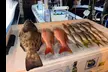 Cast Your Line: Thrilling 4-Hour Shared Drift Fishing Adventure in Fort Lauderdale - Second Medium