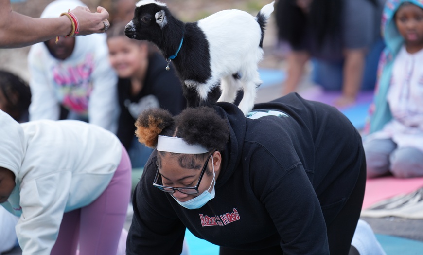 Image 6: Experience Yoga with Goats: Choose from Sessions and Activities