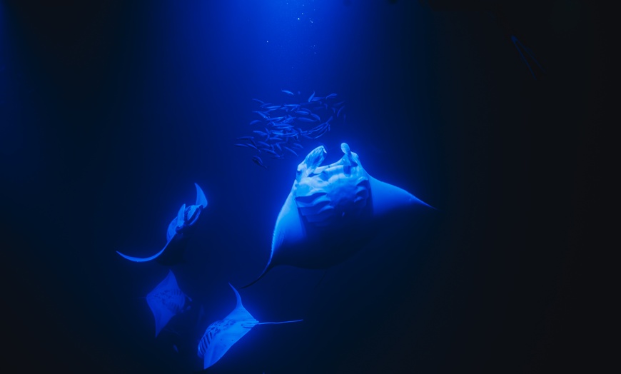 Image 7: Enjoy 2 hrs Manta Tour (45 Min Water Time) at Kona Mantas, Kailua-Kona