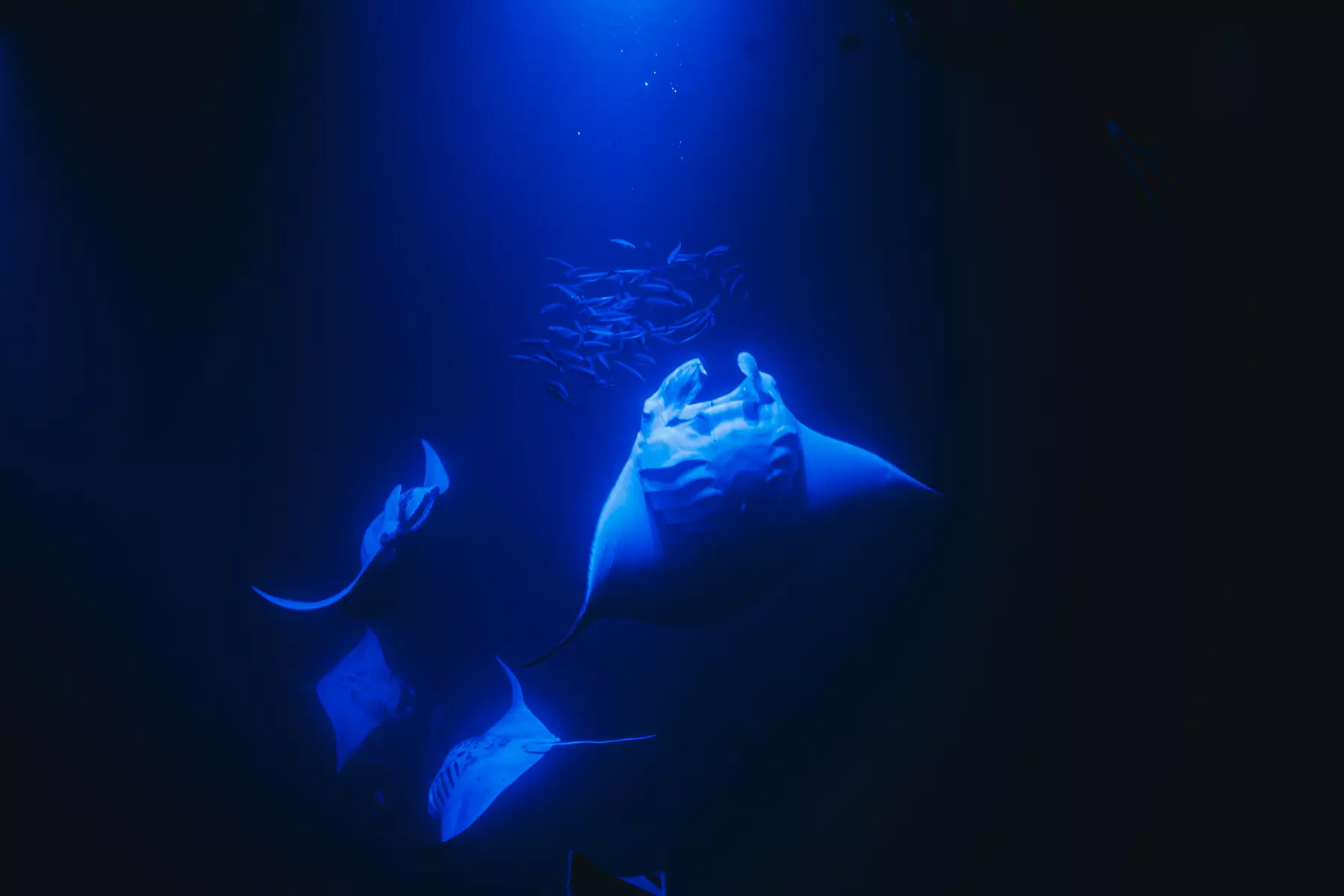Enjoy 2 hrs Manta Tour (45 Min Water Time) at Kona Mantas, Kailua-Kona
