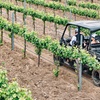 Image 3: Explore the Vineyard with a UTV Tour and Wine Tasting Adventure