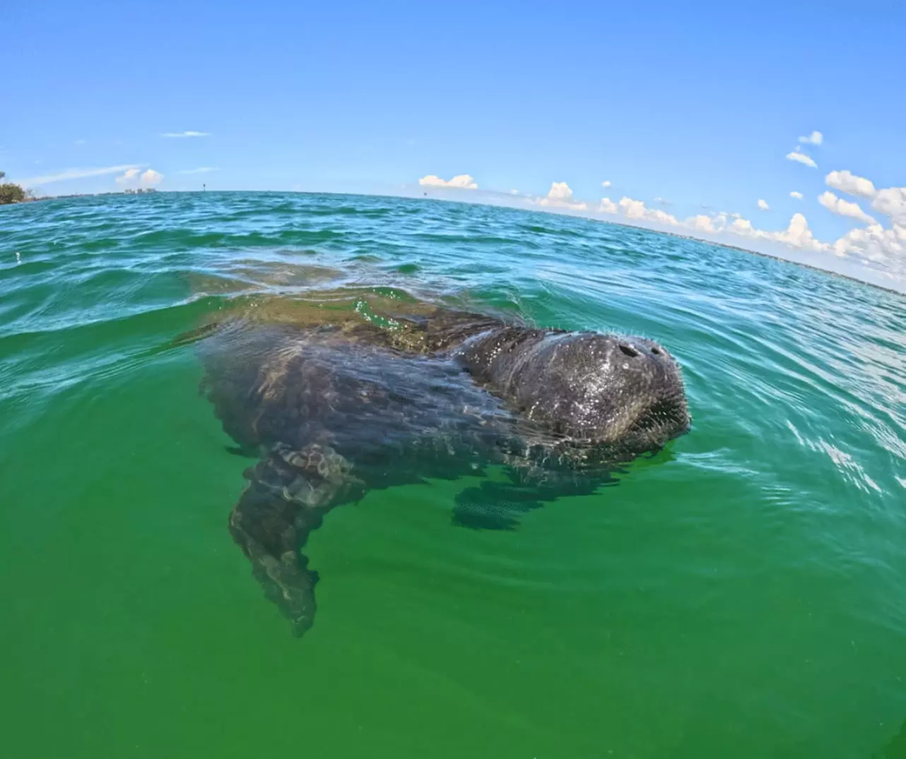 Explore Clam Bayou: 120-Minute Clear Kayak Mangrove Eco Tour