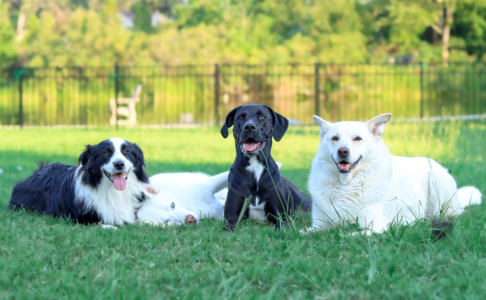 Unleash Joy: Tail-Wagging Pet Sitting & Walking Adventures Await!