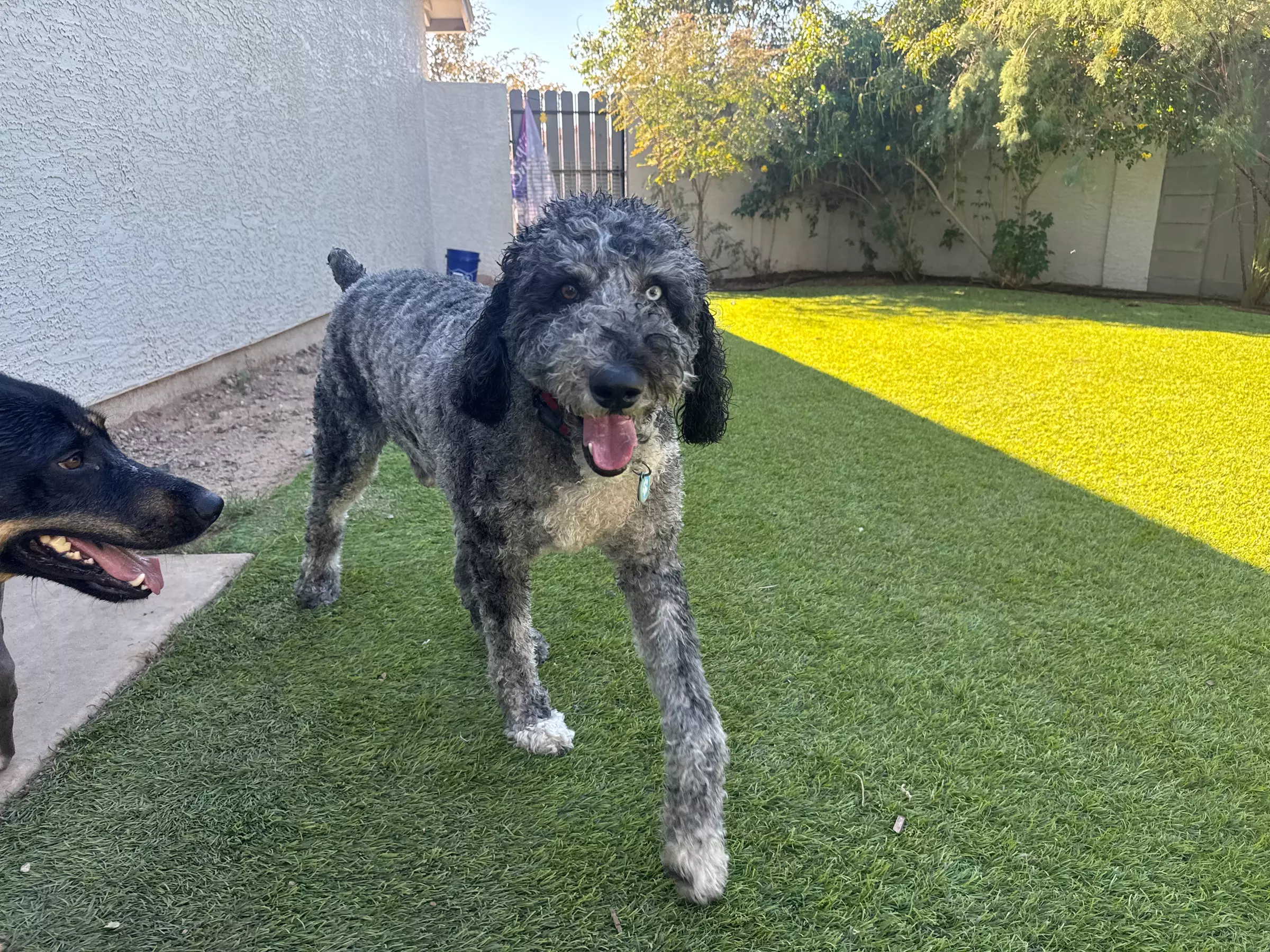 Choice of Pet Boarding or Daycare Service Packages