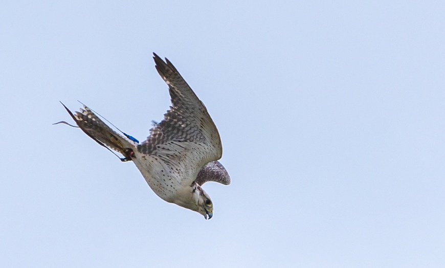 Image 3: Up to 50% Off on Tour - Photography at Mercer Falconry