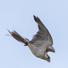 Image 3: Up to 50% Off on Tour - Photography at Mercer Falconry